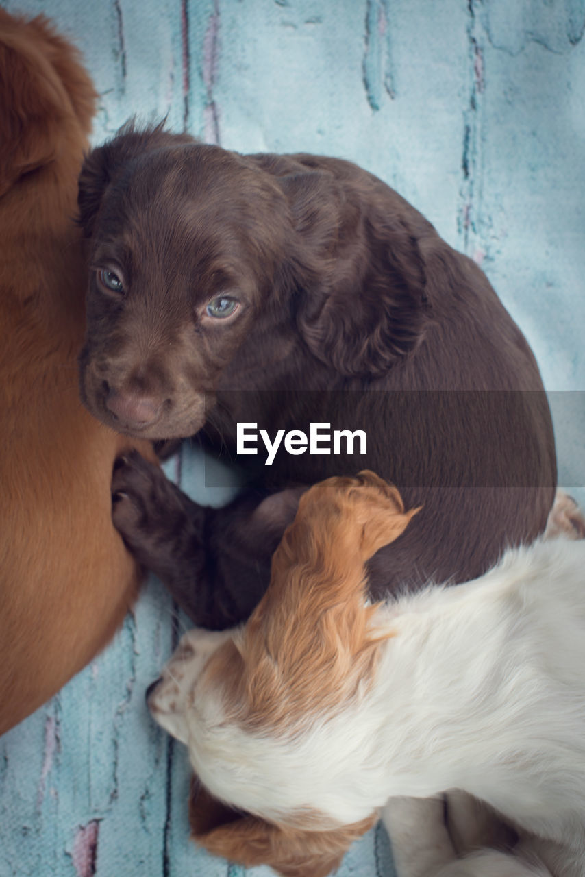 CLOSE-UP OF DOG IN BLANKET