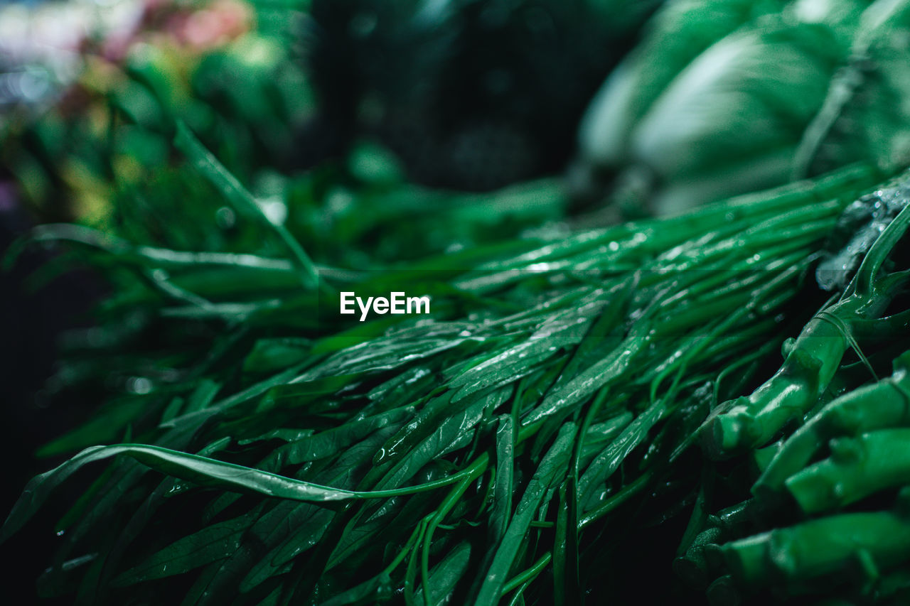 Full frame shot of fresh green plants