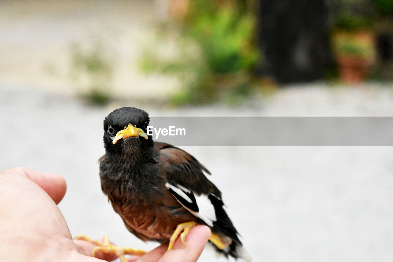 Close-up of hand holding bird