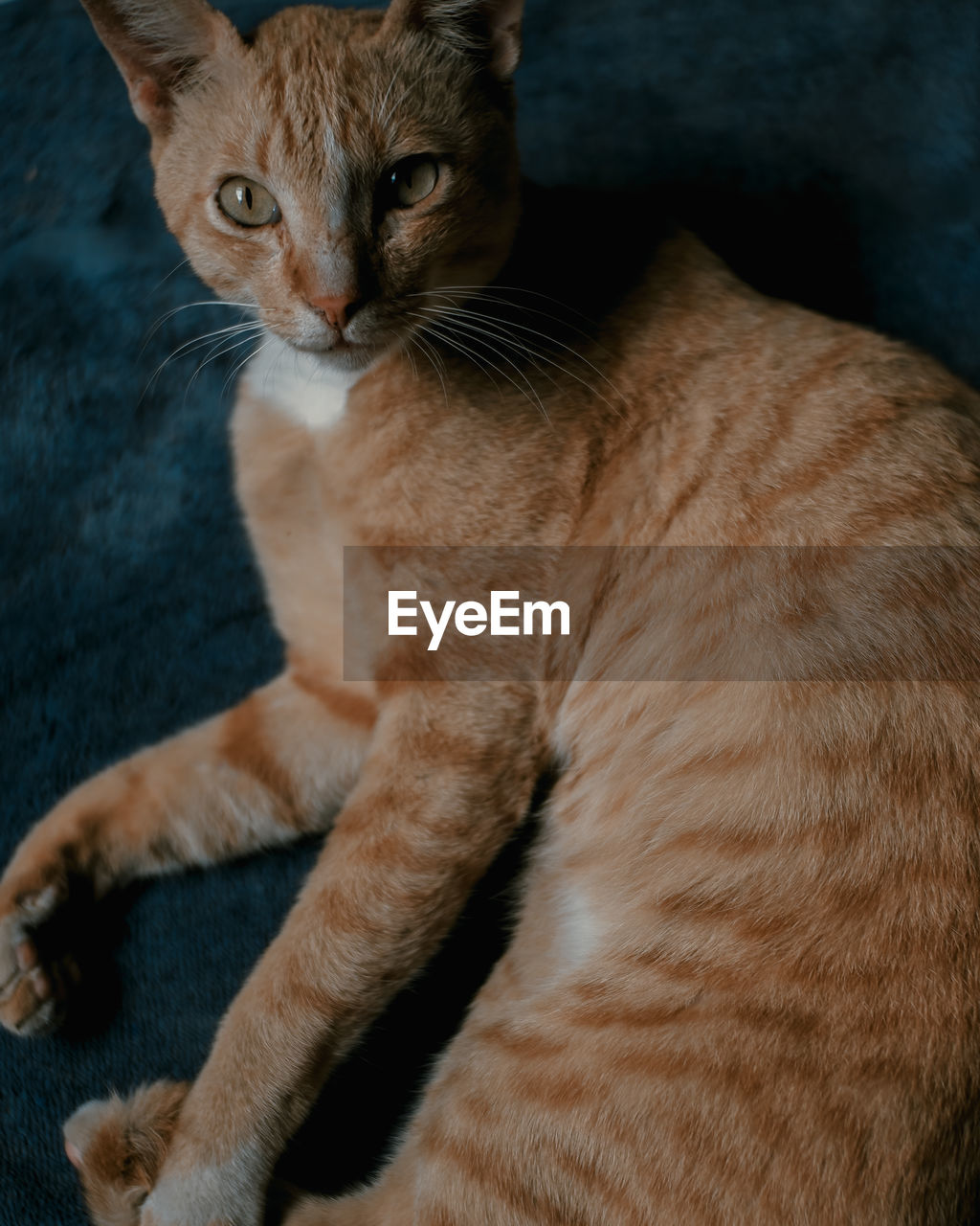 Close-up portrait of tabby cat