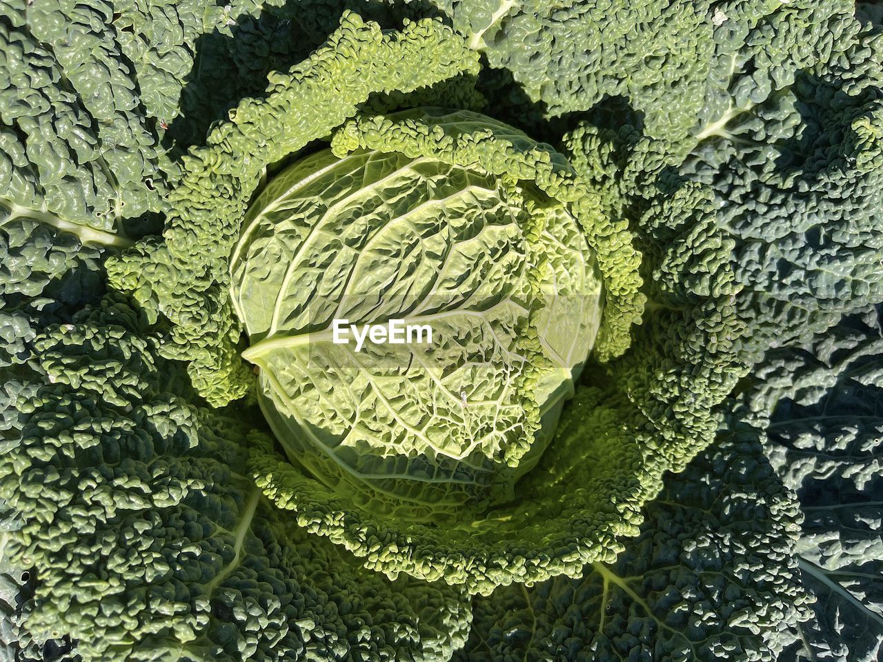 Texture of a cabbage, a photo perfect as background 