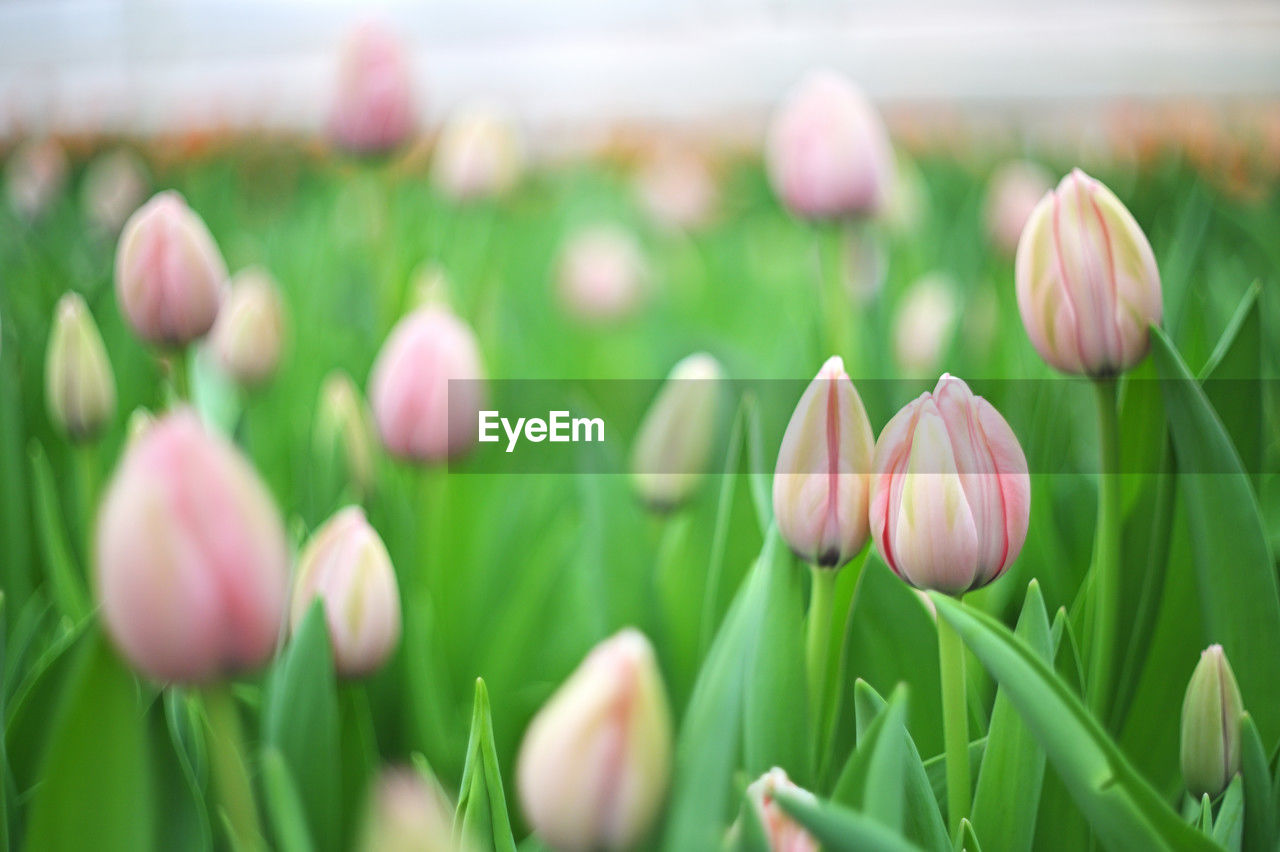 plant, flower, flowering plant, beauty in nature, freshness, tulip, nature, close-up, green, springtime, pink, growth, fragility, no people, petal, selective focus, flower head, easter, grass, outdoors, day, focus on foreground, field, inflorescence, plant bulb, leaf, plant part, land, celebration