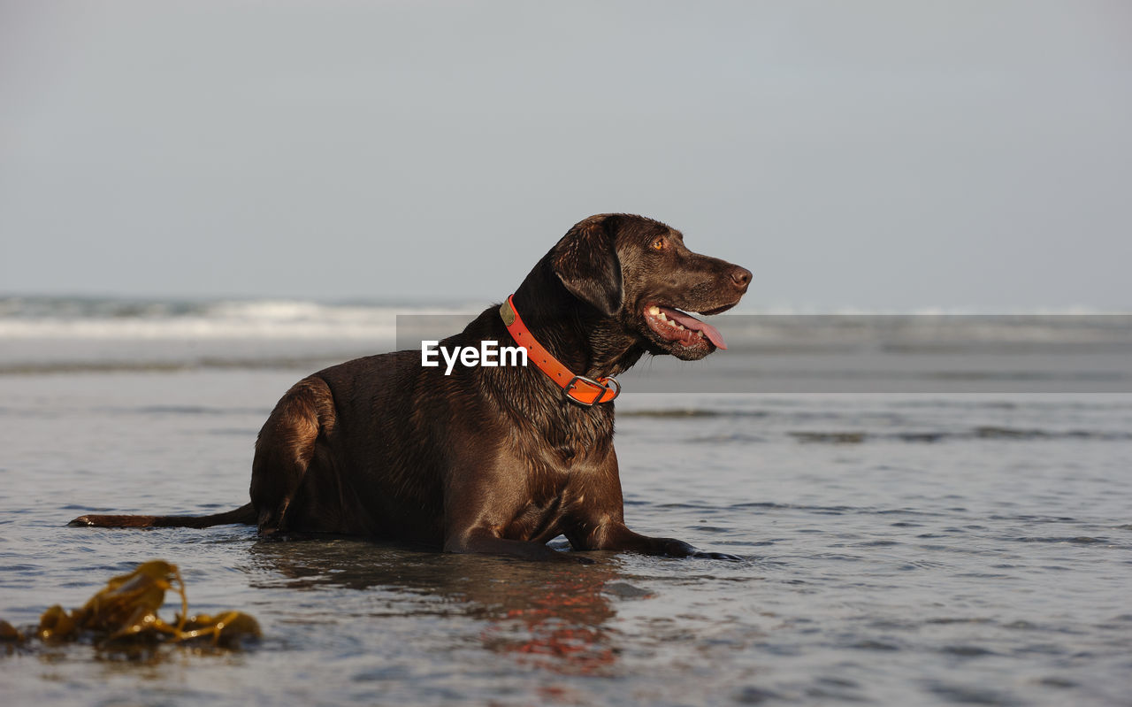 View of chocolate retriever sitting at beach