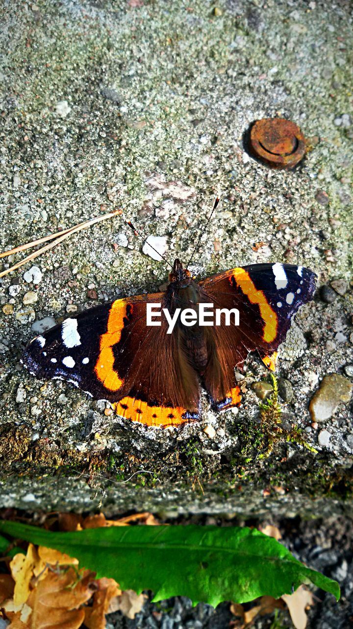 CLOSE-UP OF BUTTERFLY PERCHING ON FLOWER