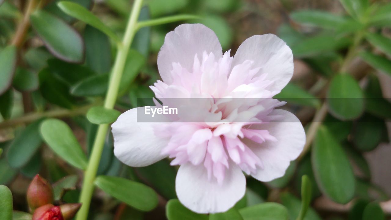 CLOSE-UP OF FLOWER BLOOMING OUTDOORS