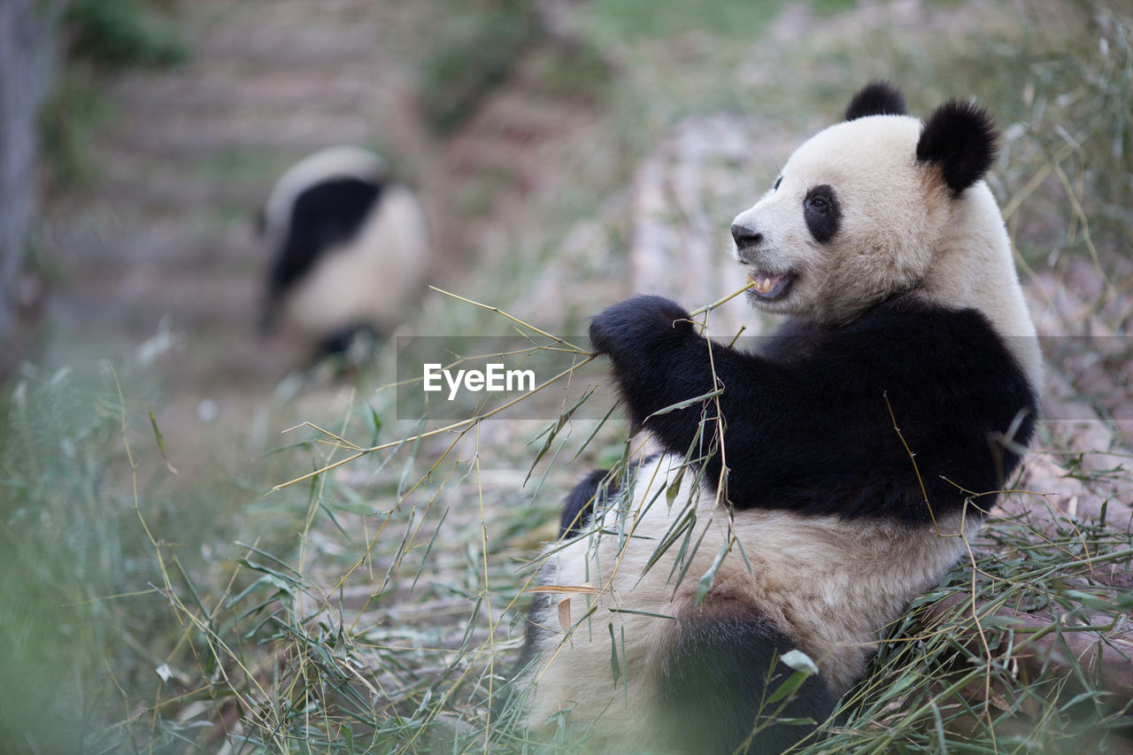 Cute panda eating twig in zoo