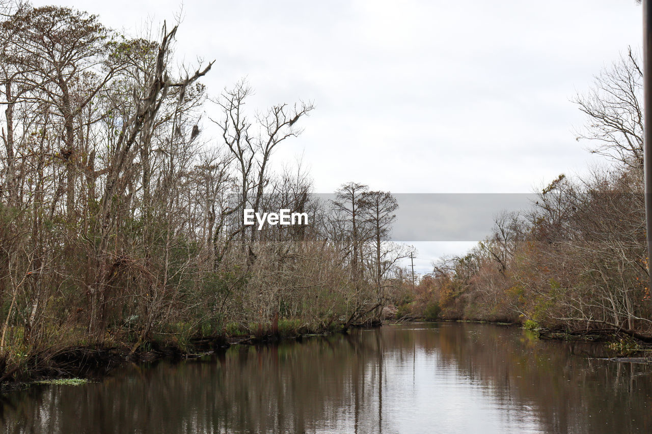 TREES BY LAKE IN FOREST AGAINST SKY