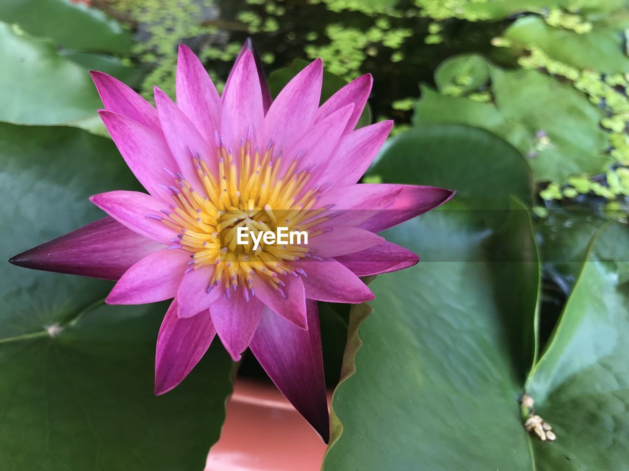 flower, flowering plant, plant, beauty in nature, water lily, freshness, leaf, petal, plant part, flower head, inflorescence, nature, pond, fragility, aquatic plant, growth, close-up, lotus water lily, water, pink, pollen, lily, no people, green, macro photography, proteales, purple, floating, outdoors, floating on water, blossom, springtime, day, botany, yellow, magenta