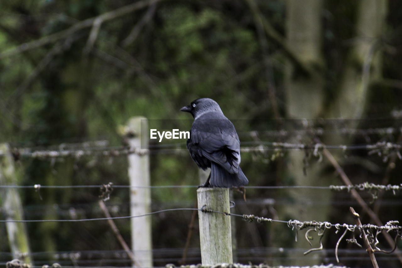 BIRD PERCHING ON A METAL FENCE