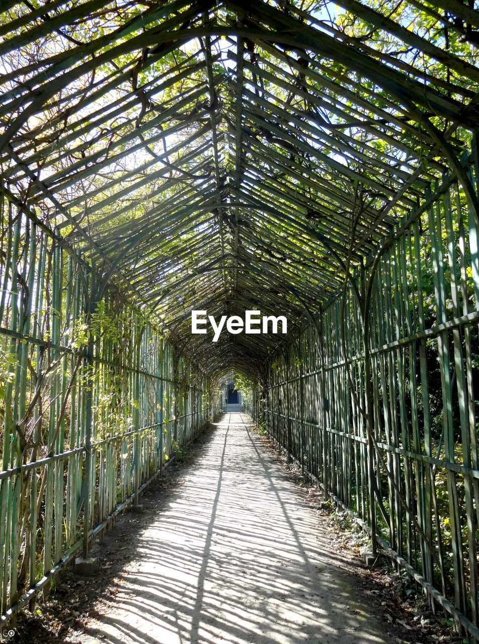 LOW ANGLE VIEW OF BAMBOO TREES IN PARK