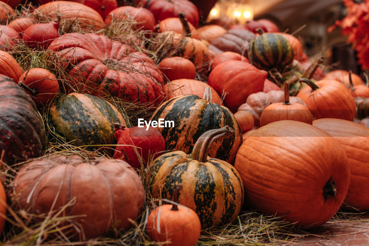 Orange pumpkins in the hay. autumn decoration. the time of harvest. halloween and thanksgiving.