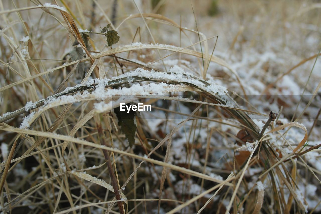 CLOSE-UP OF TWIGS AGAINST WHITE BACKGROUND