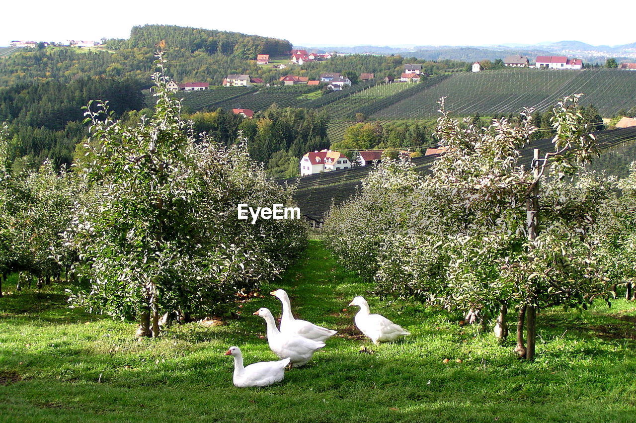 High angle view of geese on grassy field