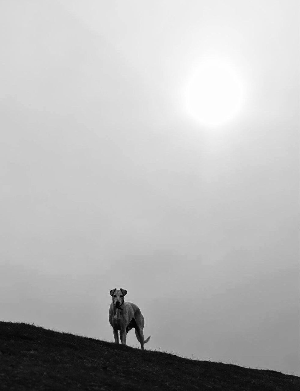 MAN WITH HORSE ON MOUNTAIN