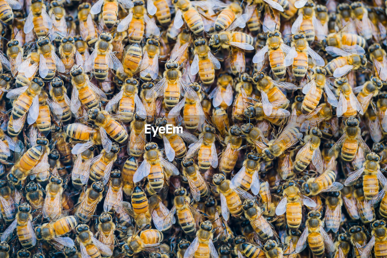 Full frame shot of honey bees