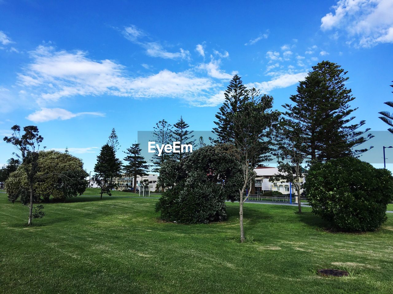 TREES AND GRASS AGAINST SKY