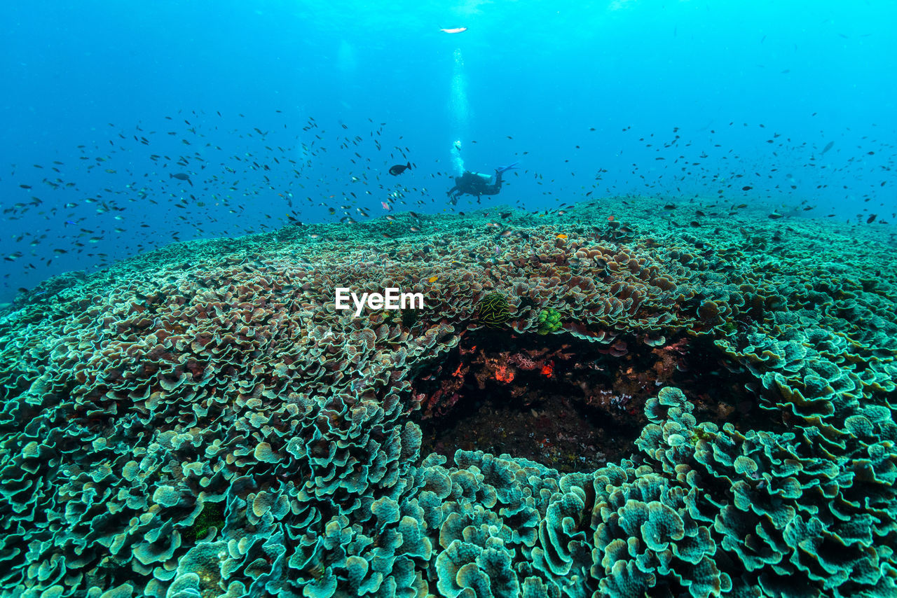 View of coral swimming underwater