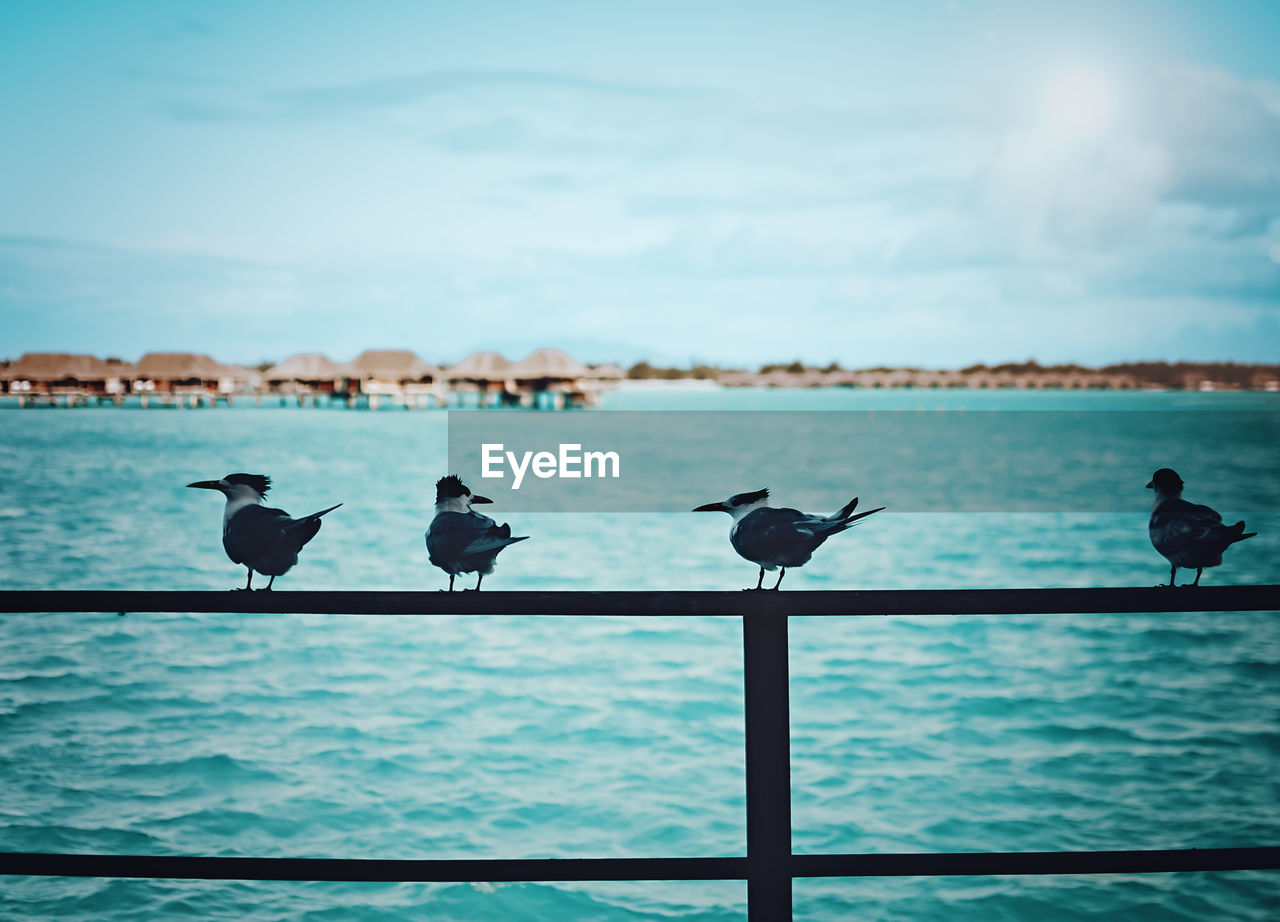 Birds on a railing in bora bora - ocean huts in the background - blue water