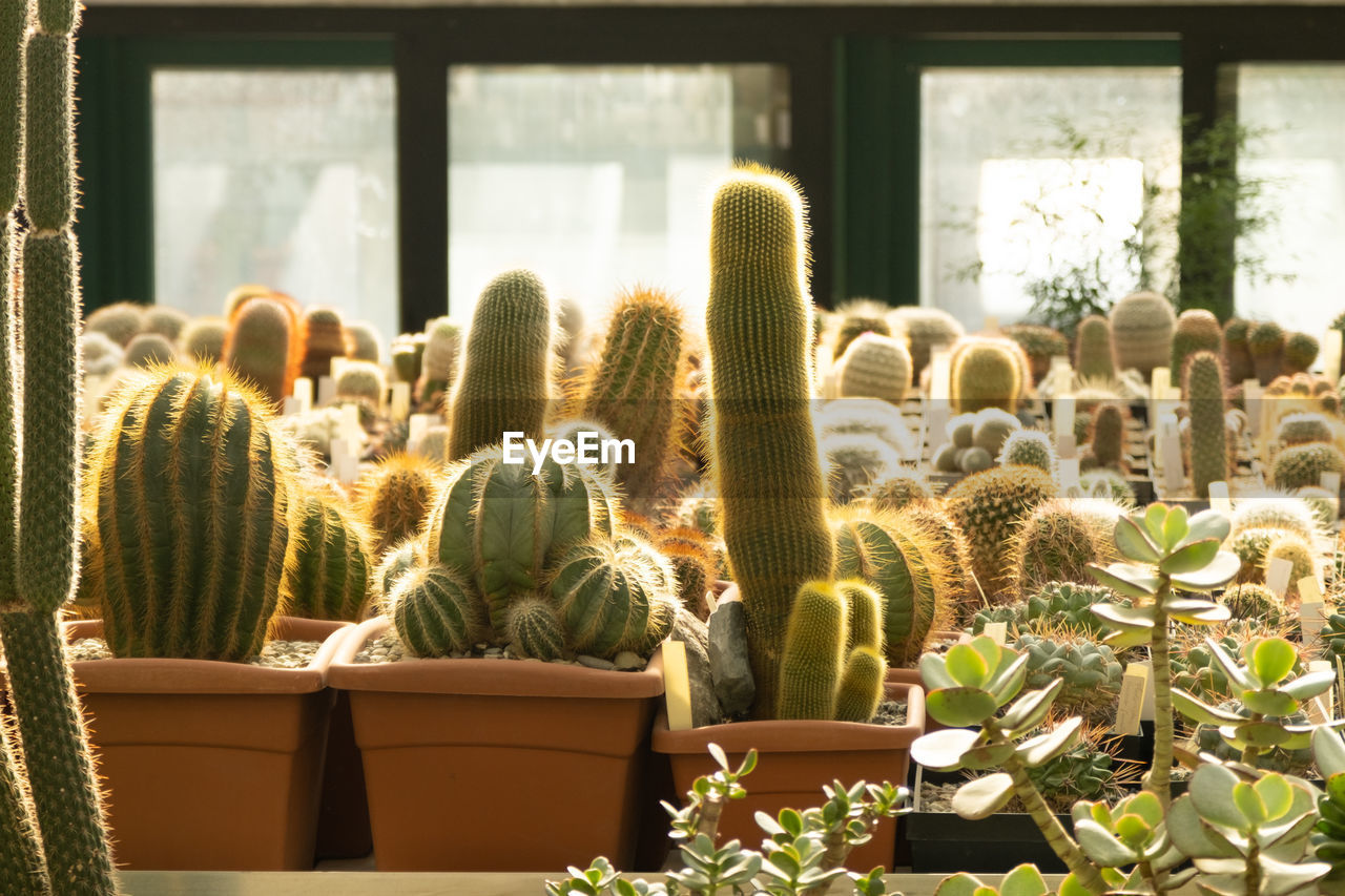 potted plant in greenhouse