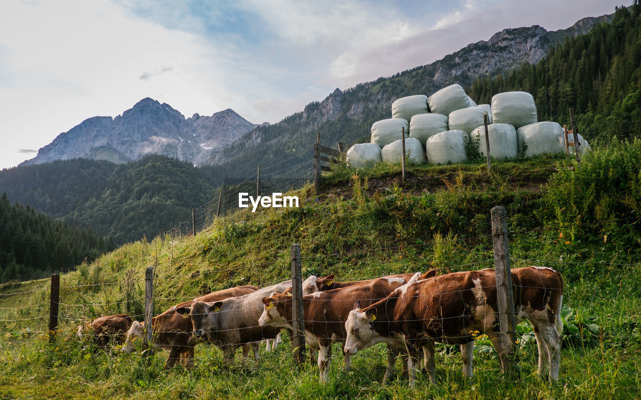 Cows standing by fence on field against mountains