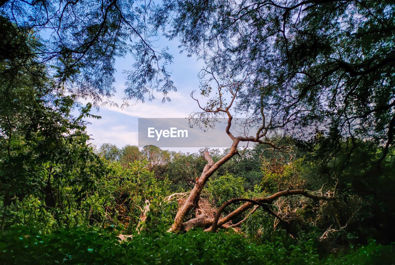 TREES GROWING IN FOREST