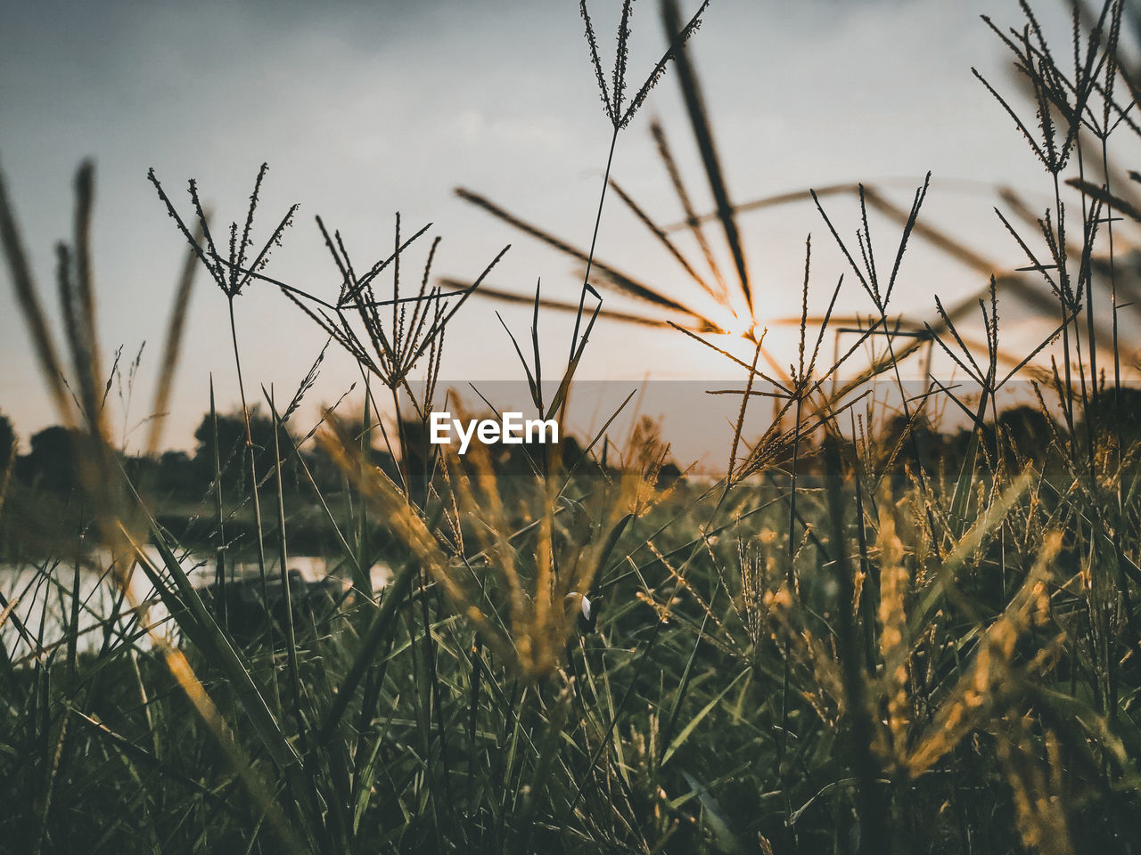 CLOSE-UP OF STALKS AGAINST SUNSET