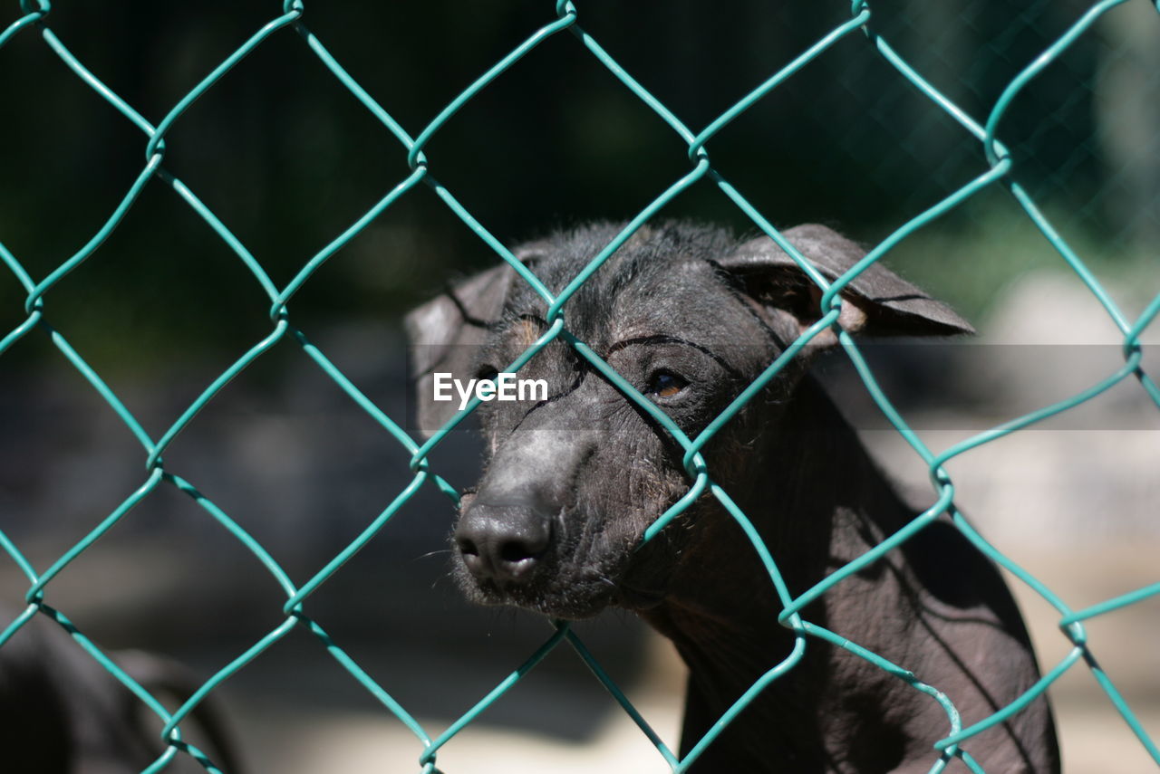 Close-up of puppy looking through chainlink fence