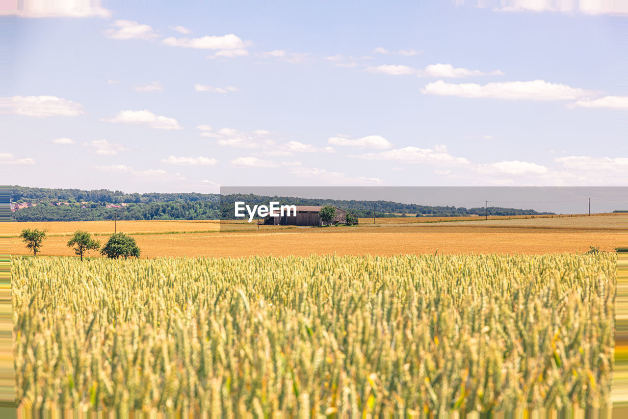 landscape, agriculture, field, rural scene, land, crop, environment, cereal plant, plant, food, sky, farm, growth, nature, cloud, wheat, barley, plain, scenics - nature, beauty in nature, day, harvesting, prairie, no people, grassland, tranquil scene, tranquility, summer, corn, food and drink, outdoors, sunlight, rural area, ripe, idyllic, abundance, food grain, produce