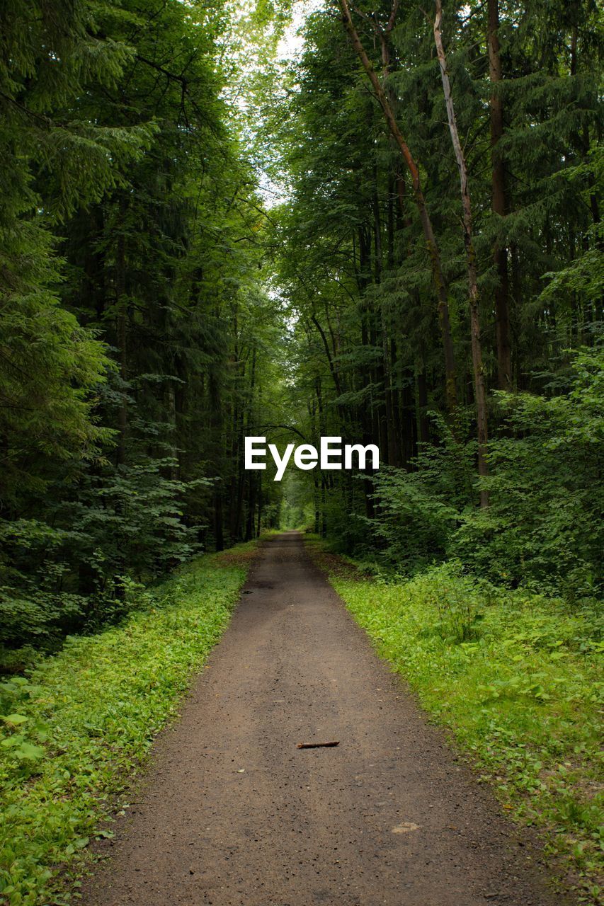 Road amidst trees in forest