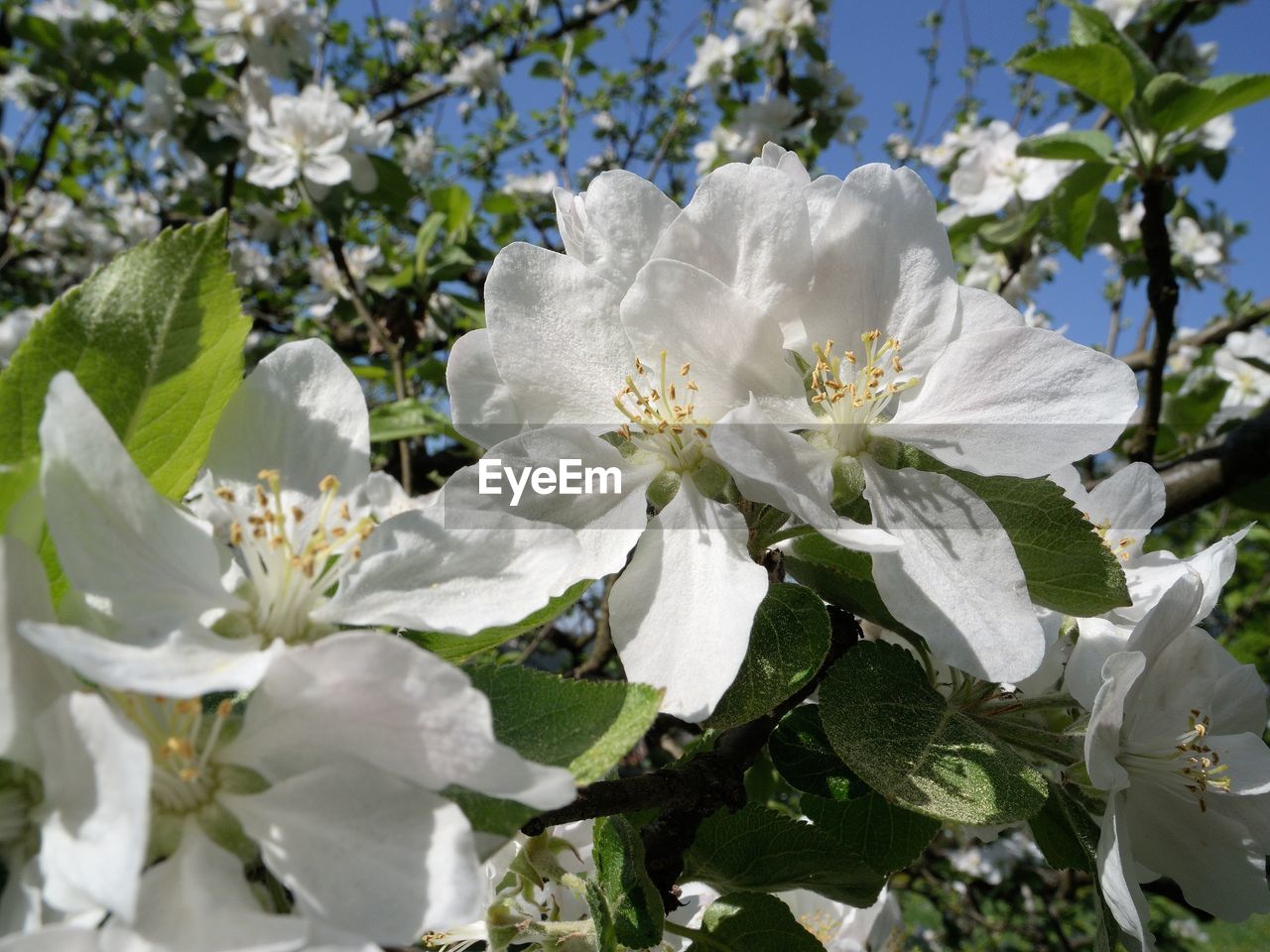 Close-up of white flowers blooming on tree