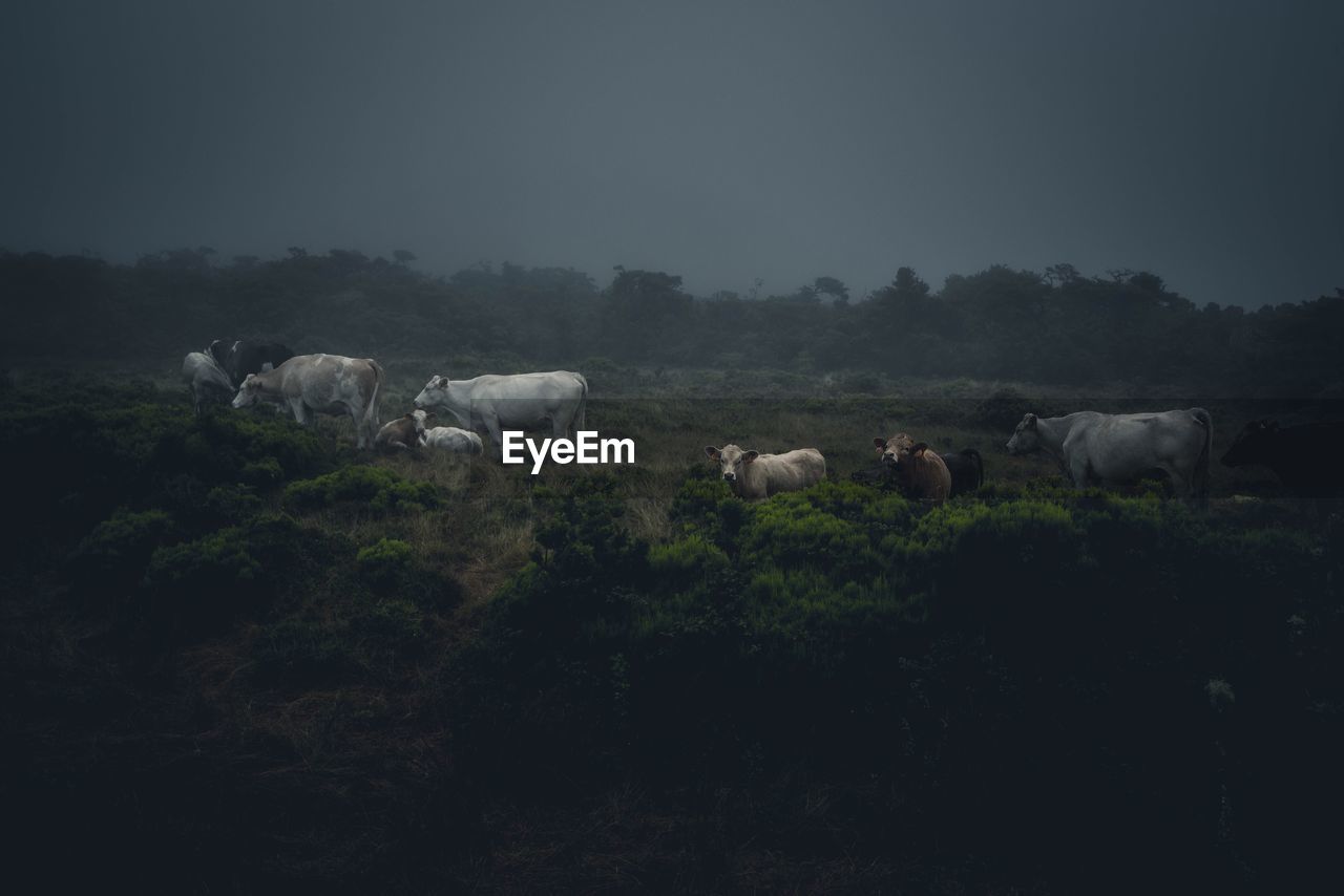 COWS ON FIELD BY TREES AGAINST SKY