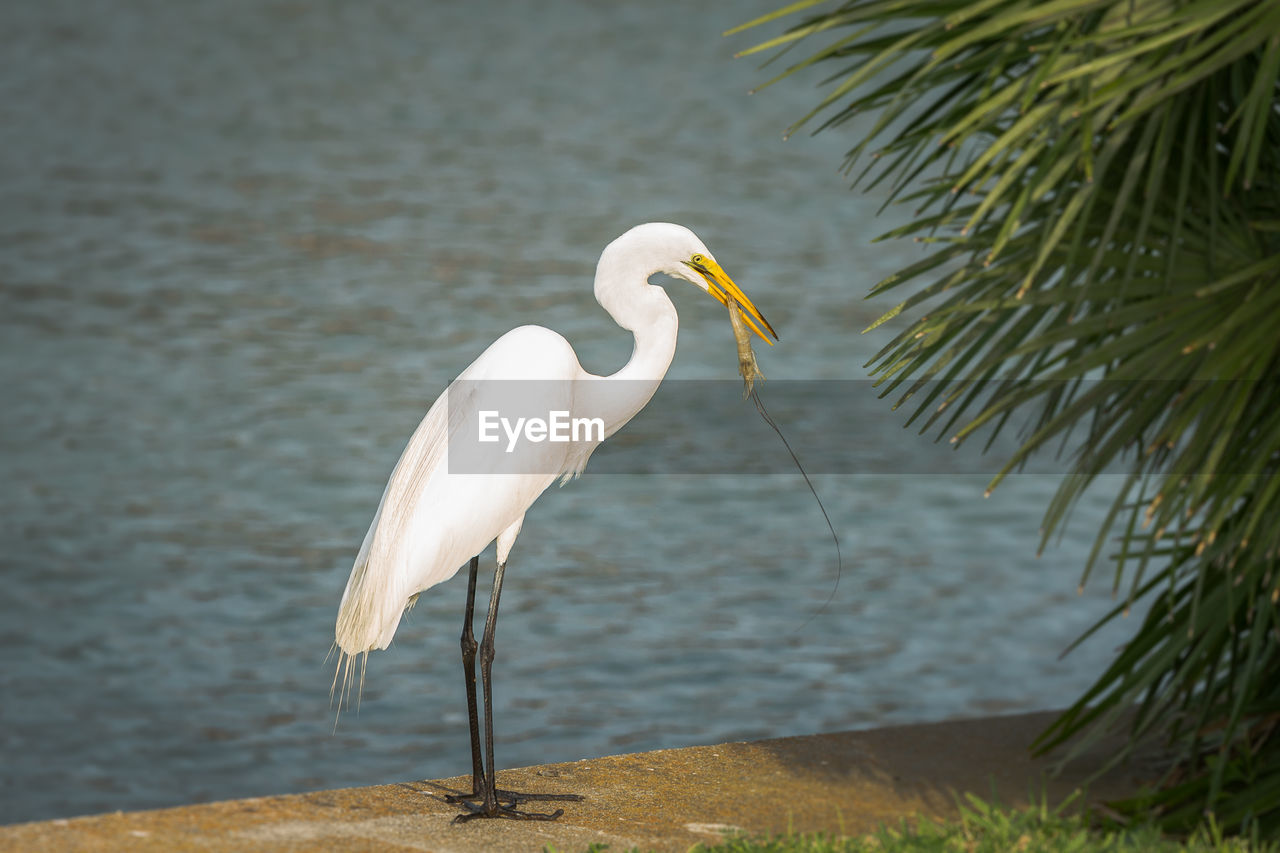 Great egret holding shrimp in beak while perching at lakeshore