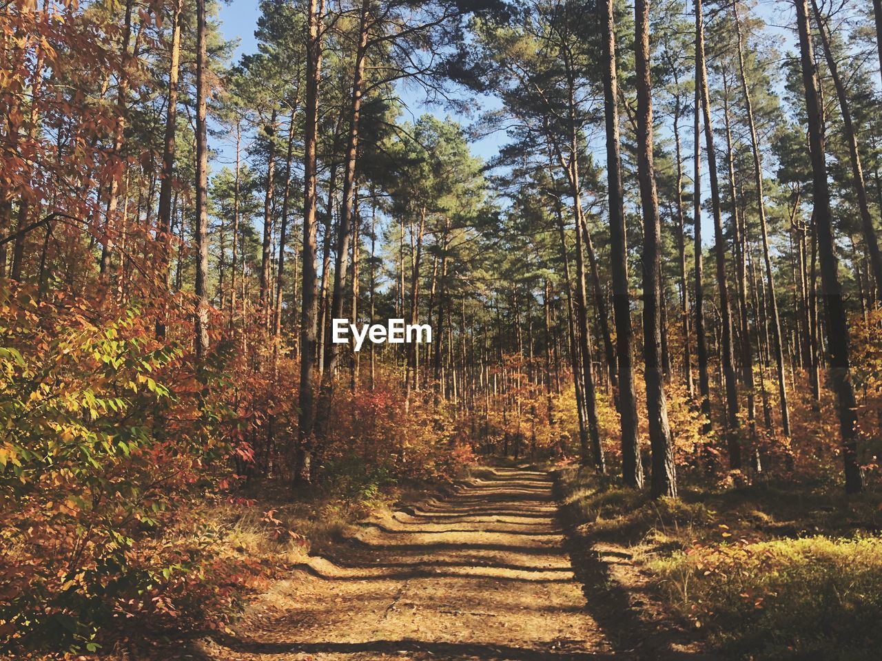 Footpath amidst trees in forest