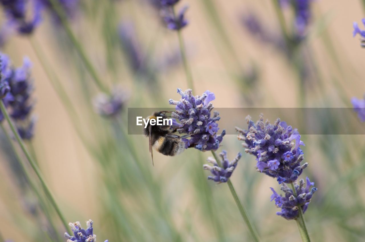 Close-up of bee pollinating on lavender