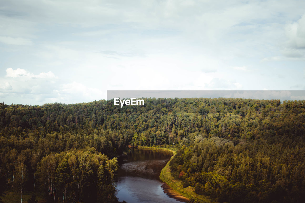 Scenic view of forest against sky