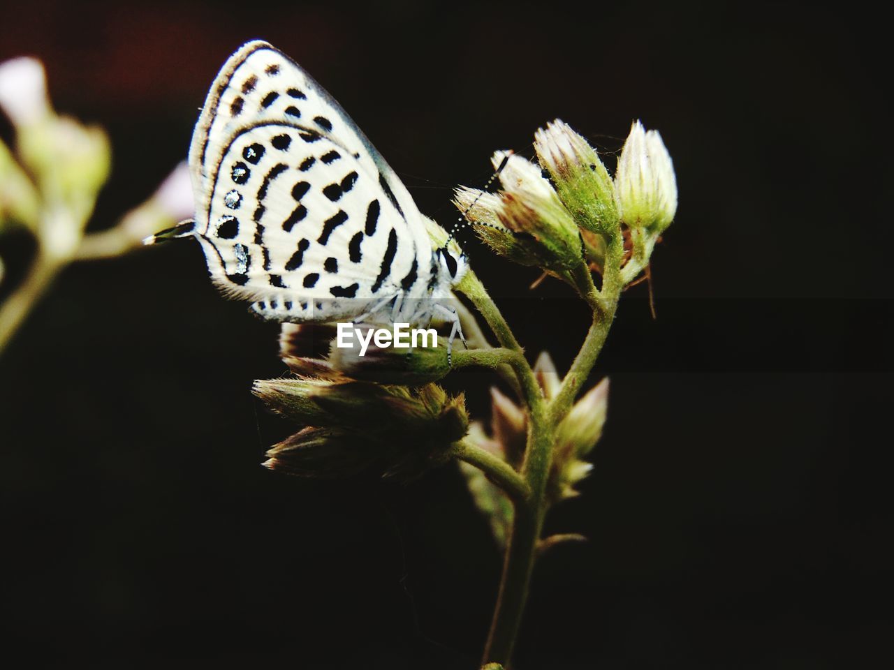 CLOSE-UP OF BUTTERFLY POLLINATING ON PLANT