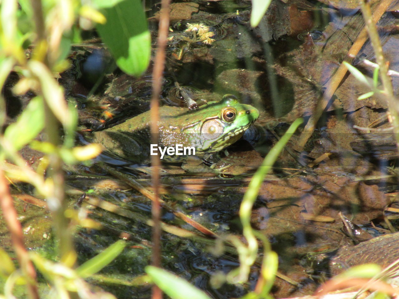 High angle view of frog in pond