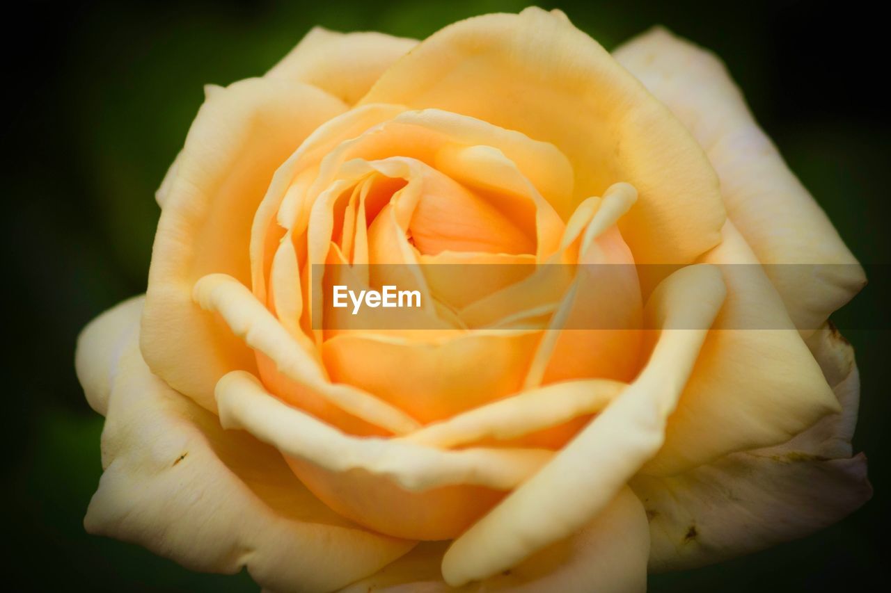 Close-up of yellow rose blooming outdoors