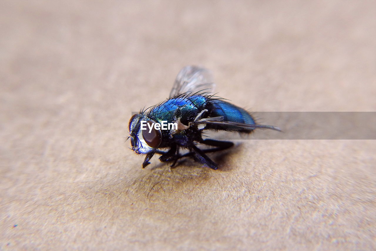 CLOSE-UP OF INSECT ON FINGER