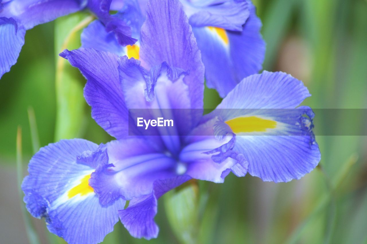 Close-up of purple flowers