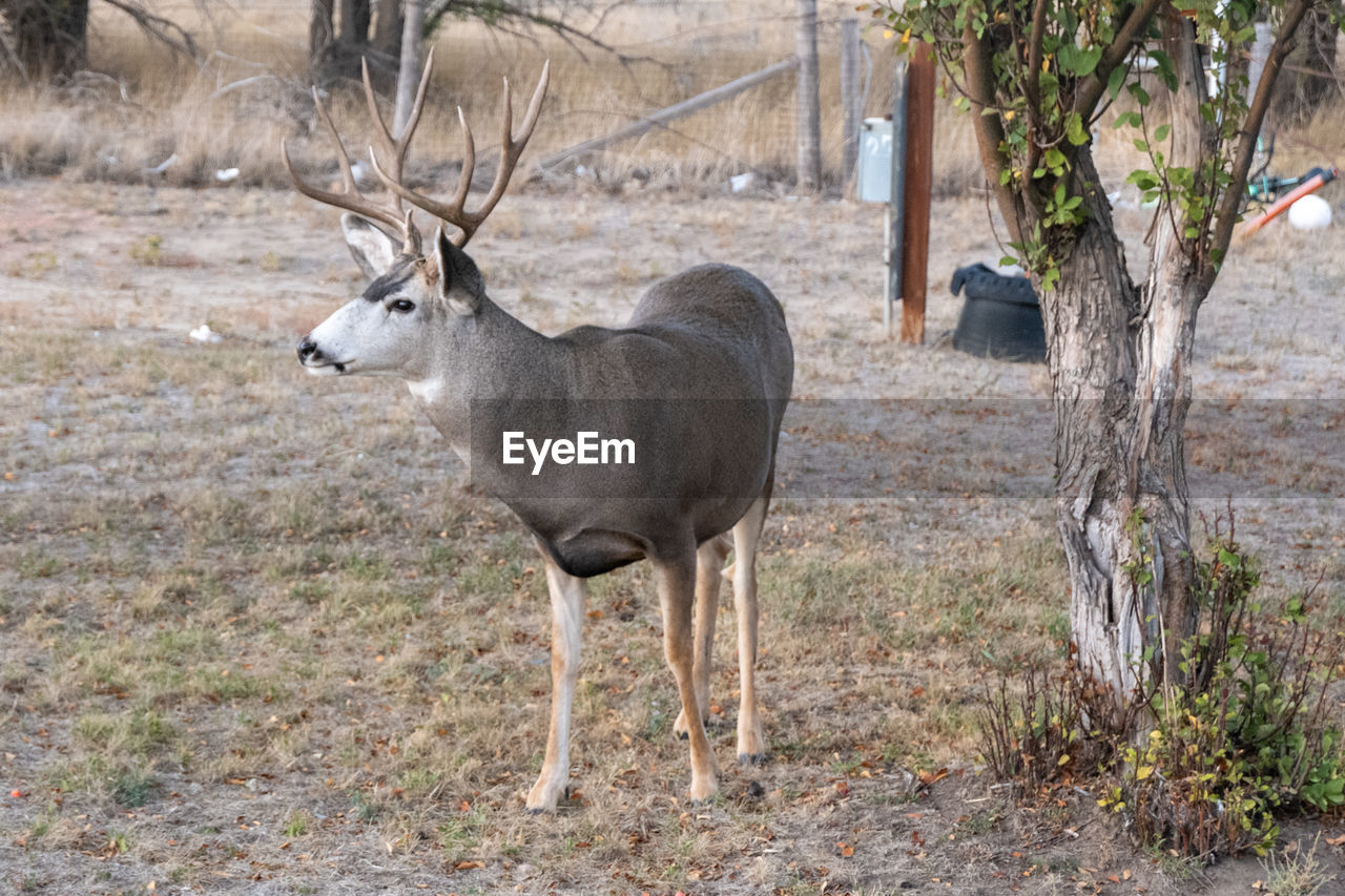 DEER IN A FIELD