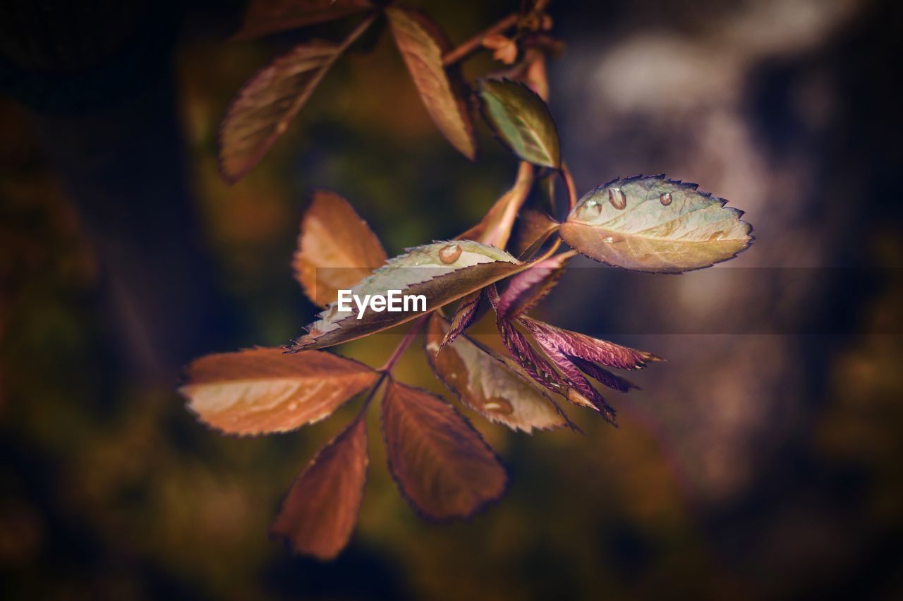 Close-up of plant with water drops