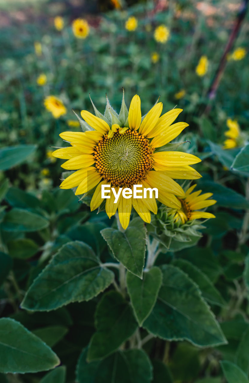 CLOSE-UP OF YELLOW SUNFLOWER