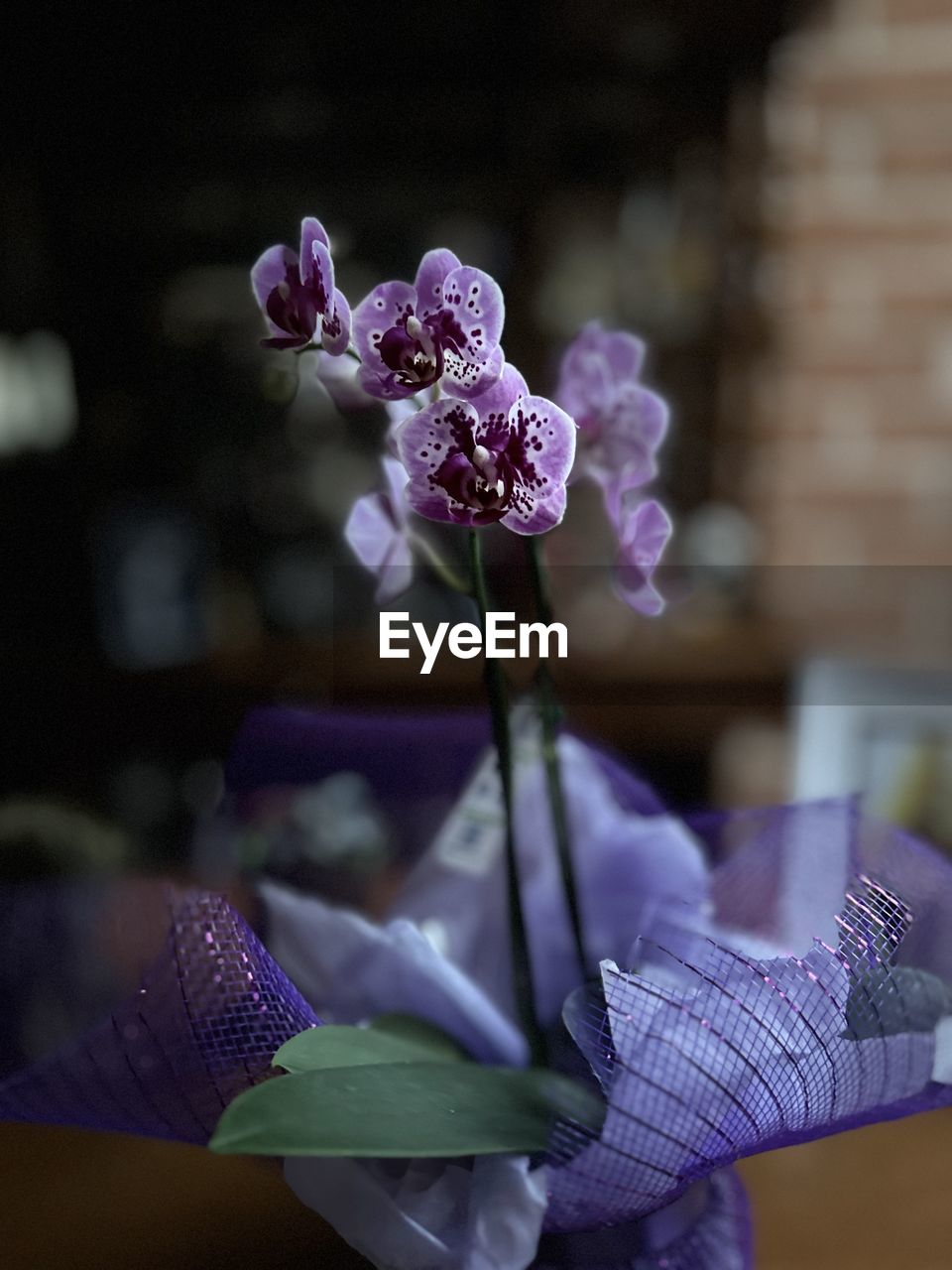 purple, flower, flowering plant, plant, lavender, blue, lilac, violet, beauty in nature, freshness, spring, pink, focus on foreground, nature, fragility, close-up, macro photography, flower head, petal, growth, orchid, inflorescence, no people, indoors, floristry, blossom, bouquet