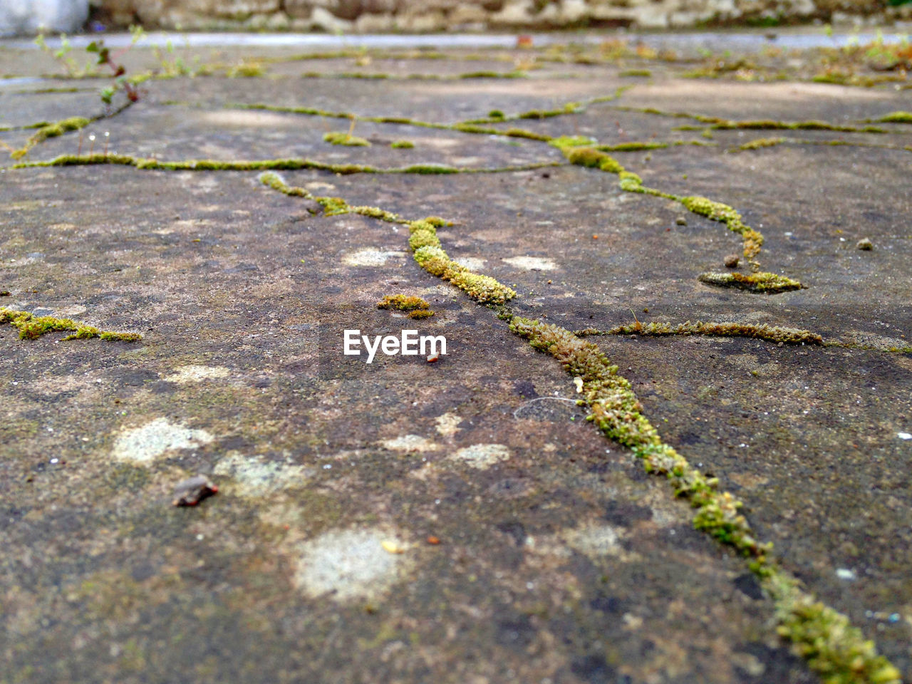 Surface level shot of moss growing on street