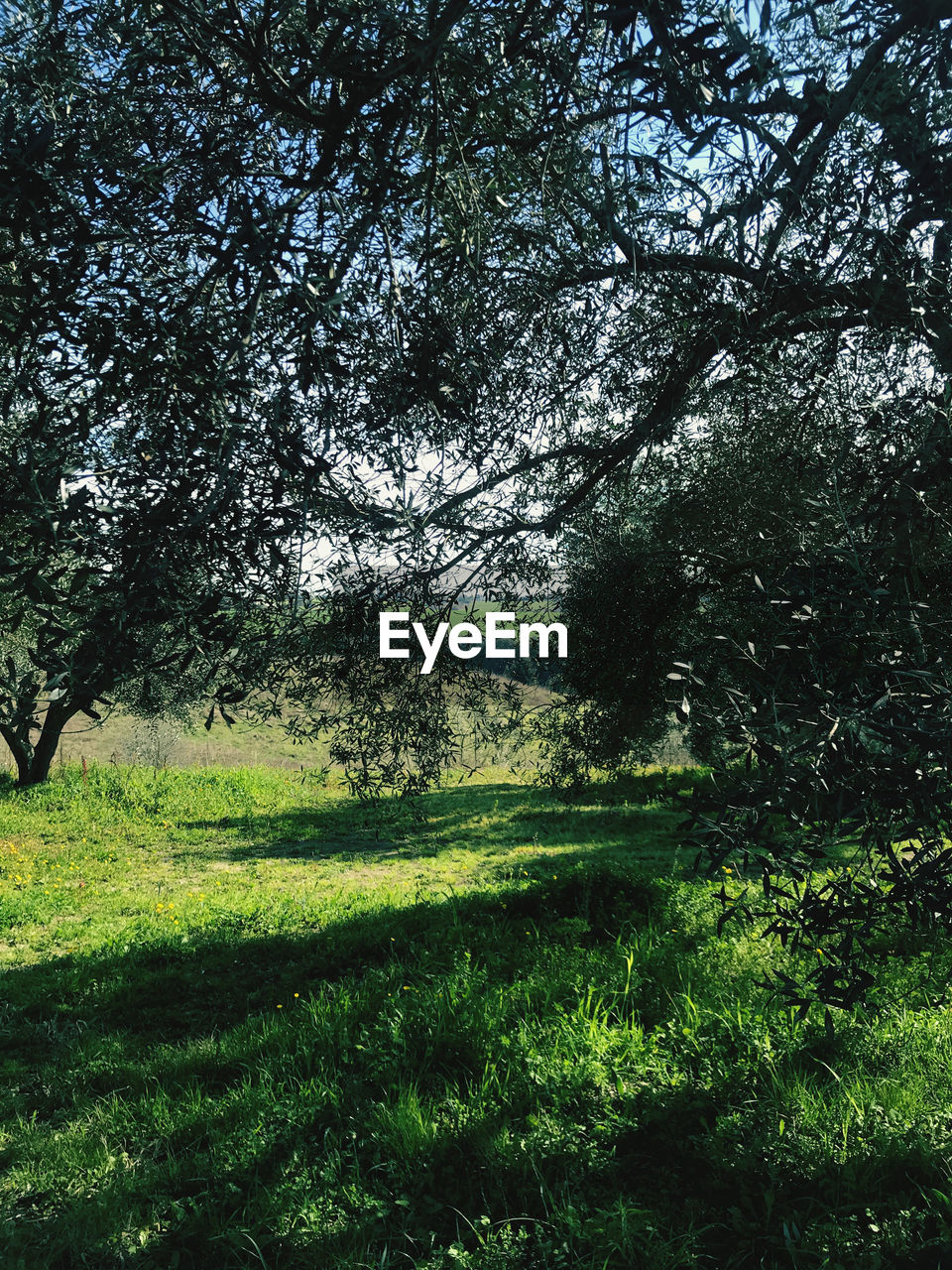 VIEW OF TREES GROWING ON FIELD