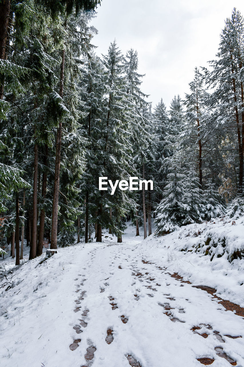 Trees on snow covered landscape