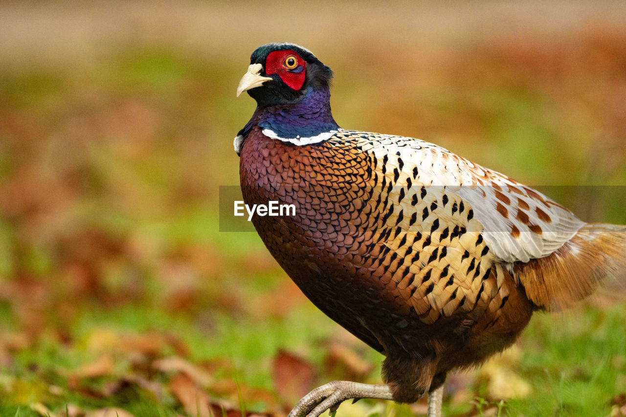 animal themes, animal, one animal, bird, animal wildlife, vertebrate, animals in the wild, focus on foreground, no people, close-up, day, nature, field, outdoors, land, animal markings, perching, full length, looking, male animal