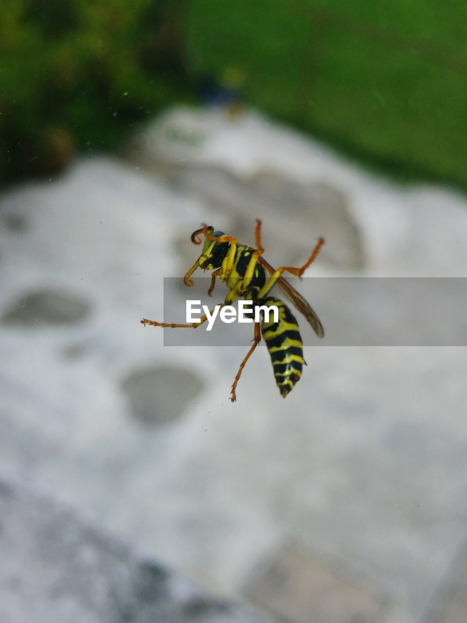 Close-up of bee on glass