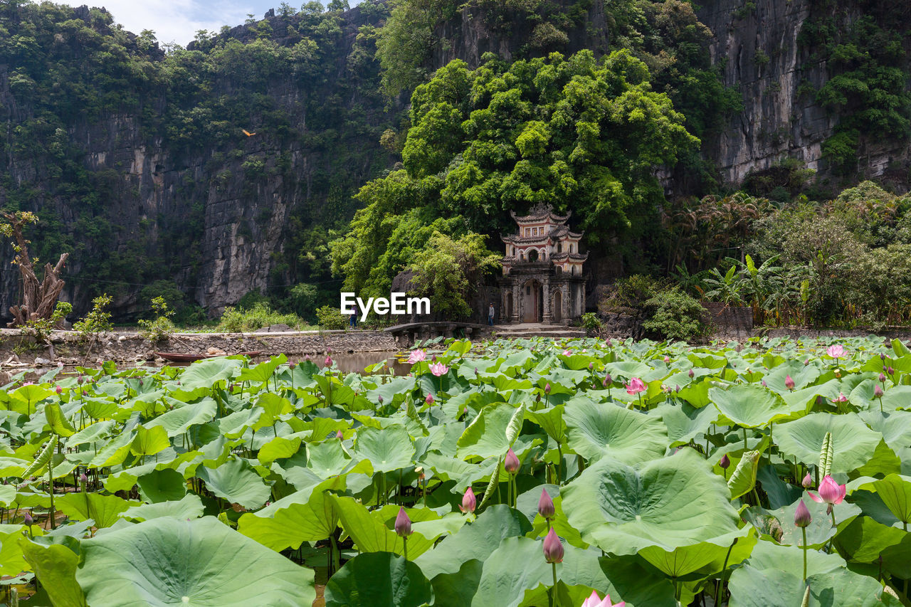WATER LILY AMIDST PLANTS IN LAKE
